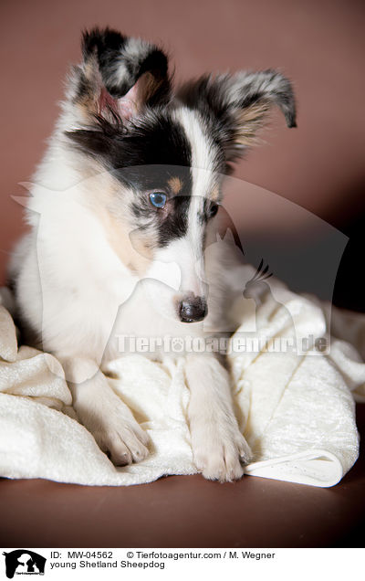 junger Shetland Sheepdog / young Shetland Sheepdog / MW-04562