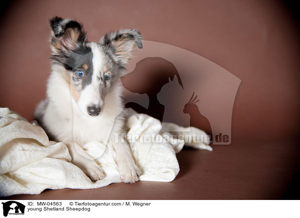 junger Shetland Sheepdog / young Shetland Sheepdog / MW-04563