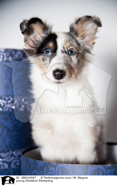 junger Shetland Sheepdog / young Shetland Sheepdog / MW-04587