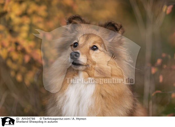 Shetland Sheepdog im Herbst / Shetland Sheepdog in autumn / AH-04786