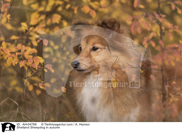 Shetland Sheepdog im Herbst / Shetland Sheepdog in autumn / AH-04788