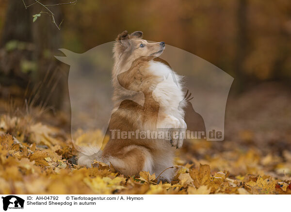 Shetland Sheepdog im Herbst / Shetland Sheepdog in autumn / AH-04792