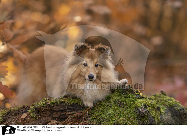 Shetland Sheepdog im Herbst / Shetland Sheepdog in autumn / AH-04798