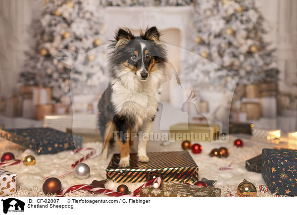 Shetland Sheepdog / Shetland Sheepdog / CF-02007