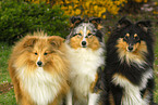 Shetland Sheepdogs