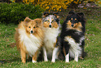 Shetland Sheepdogs