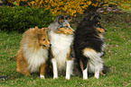 Shetland Sheepdogs