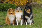 Shetland Sheepdogs