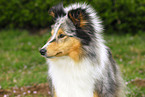 Shetland Sheepdog Portrait