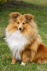 Shetland Sheepdog