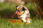 Shetland Sheepdog puppy