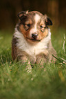 Shetland Sheepdog puppy