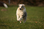 Shetland Sheepdog puppy