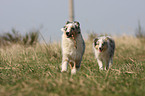 Shetland Sheepdog puppies