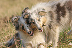 Shetland Sheepdog puppies