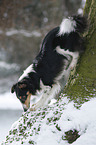 Shetland Sheppdog in winter