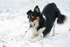 Shetland Sheppdog in winter