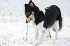 Shetland Sheppdog in winter