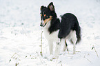 Shetland Sheppdog in winter