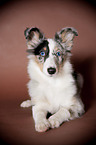 young Shetland Sheepdog