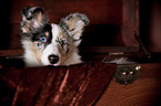 young Shetland Sheepdog