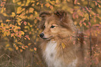 Shetland Sheepdog in autumn