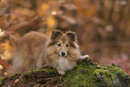 Shetland Sheepdog in autumn