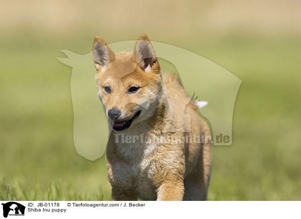 Shiba Inu Welpe / Shiba Inu puppy / JB-01178