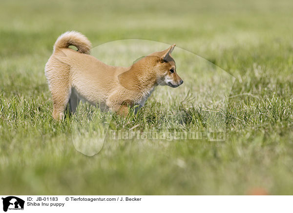 Shiba Inu Welpe / Shiba Inu puppy / JB-01183