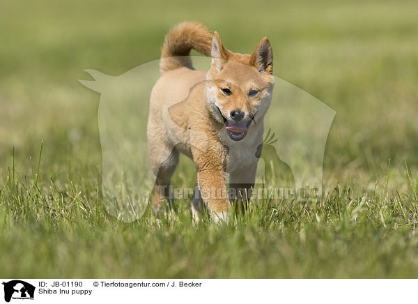 Shiba Inu Welpe / Shiba Inu puppy / JB-01190