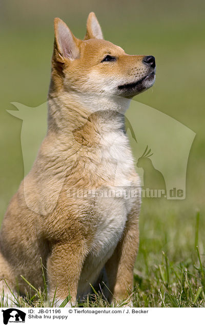 Shiba Inu Welpe / Shiba Inu puppy / JB-01196