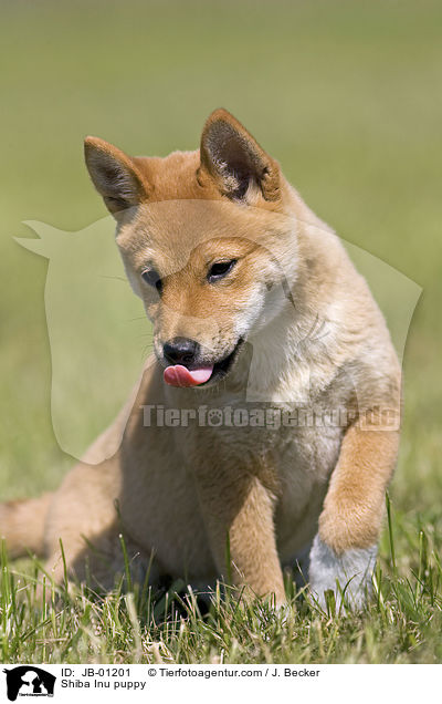 Shiba Inu Welpe / Shiba Inu puppy / JB-01201