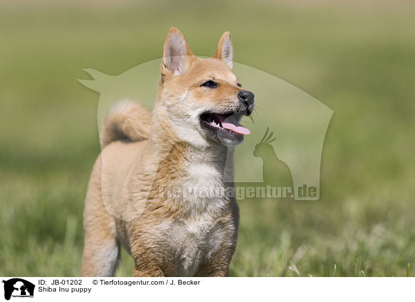 Shiba Inu Welpe / Shiba Inu puppy / JB-01202