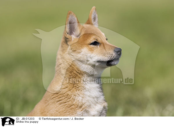 Shiba Inu Welpe / Shiba Inu puppy / JB-01203