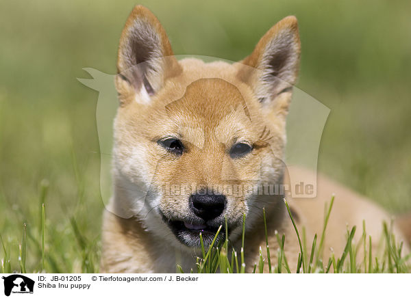 Shiba Inu Welpe / Shiba Inu puppy / JB-01205