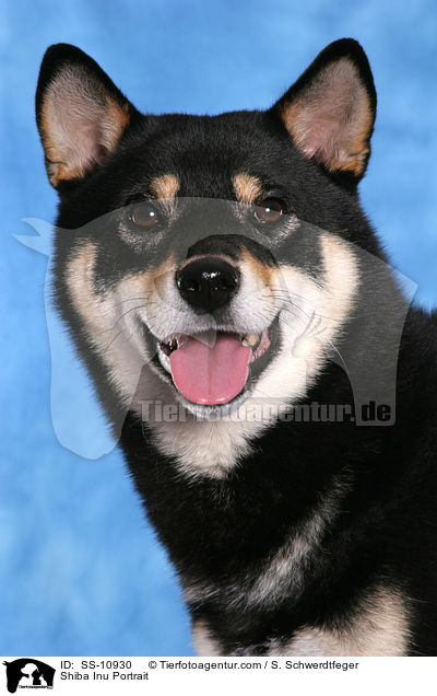 Shiba Inu Portrait / Shiba Inu Portrait / SS-10930