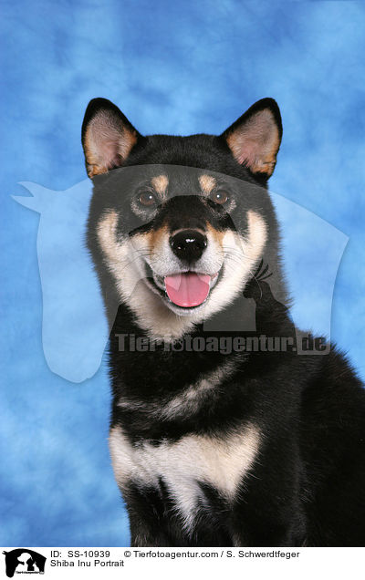 Shiba Inu Portrait / Shiba Inu Portrait / SS-10939