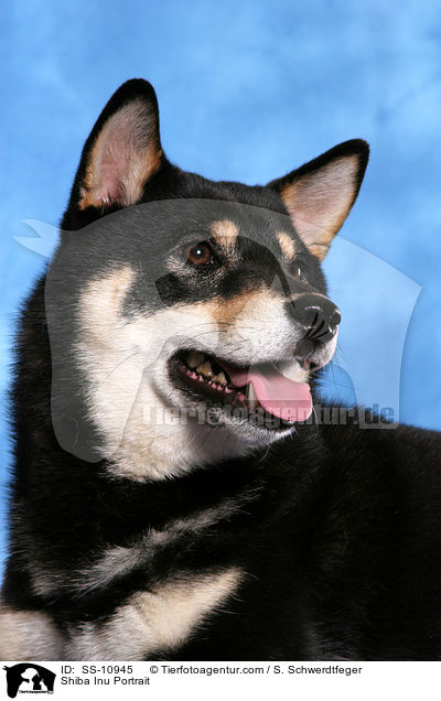 Shiba Inu Portrait / Shiba Inu Portrait / SS-10945