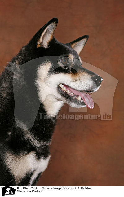 Shiba Inu Portrait / Shiba Inu Portrait / RR-17554