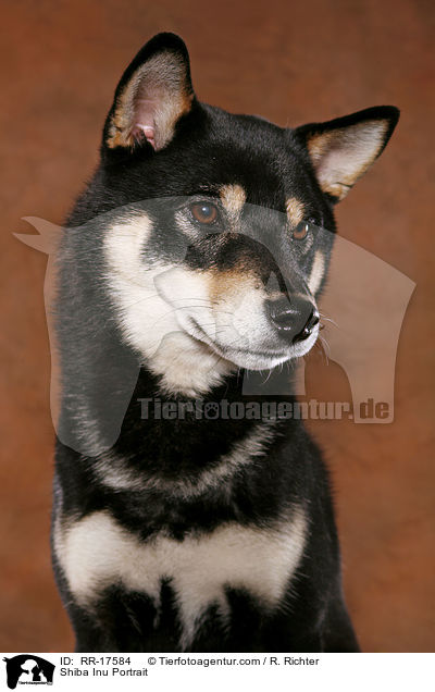 Shiba Inu Portrait / Shiba Inu Portrait / RR-17584