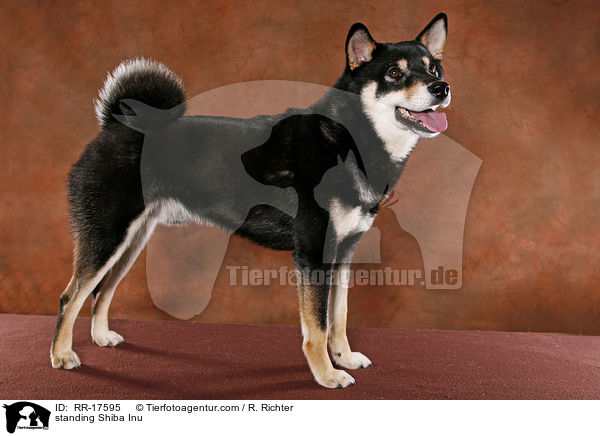 stehender Shiba Inu / standing Shiba Inu / RR-17595