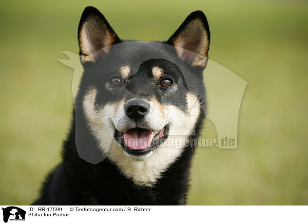 Shiba Inu Portrait / Shiba Inu Portrait / RR-17599