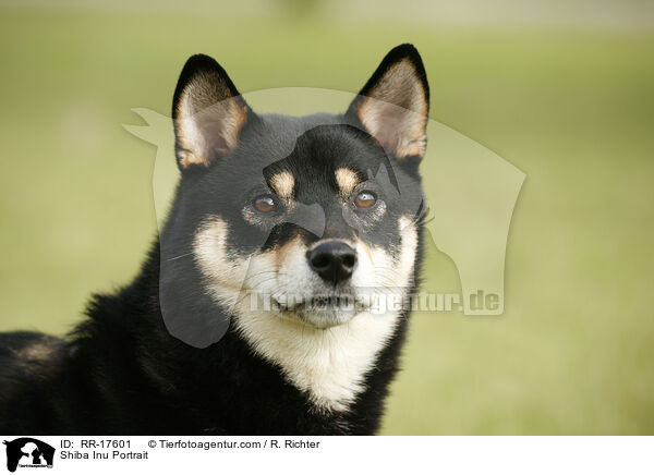 Shiba Inu Portrait / Shiba Inu Portrait / RR-17601