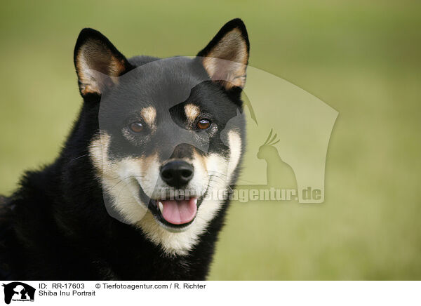 Shiba Inu Portrait / Shiba Inu Portrait / RR-17603