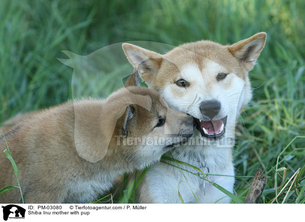 Shiba Inu Hndin mit Welpen / Shiba Inu mother with pup / PM-03080