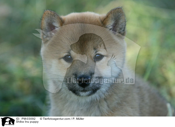 Shiba Inu Welpe / Shiba Inu puppy / PM-03092