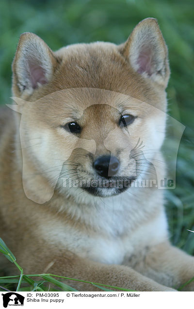 Shiba Inu Welpe / Shiba Inu puppy / PM-03095