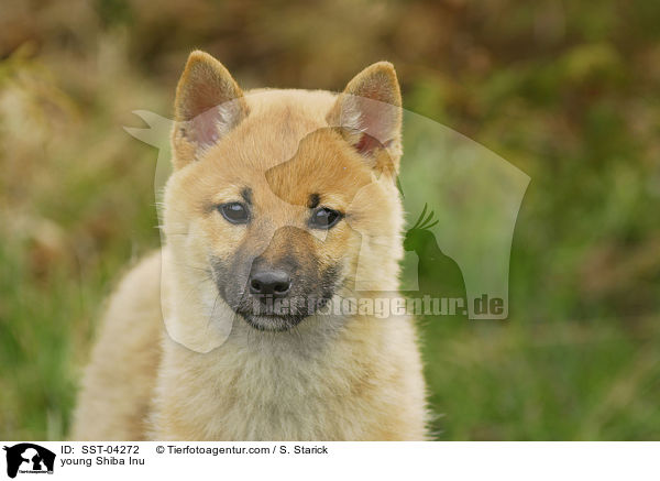 junger Shiba Inu / young Shiba Inu / SST-04272