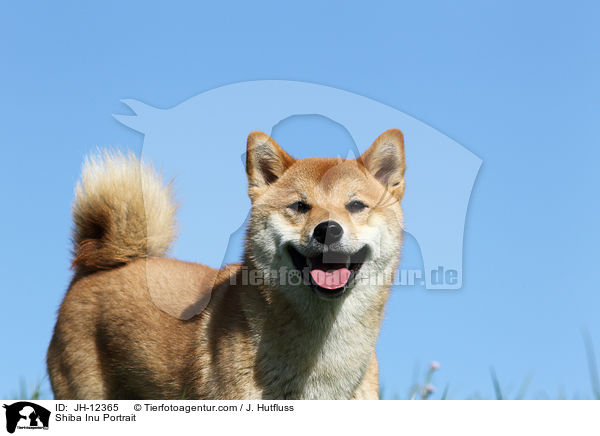 Shiba Inu Portrait / Shiba Inu Portrait / JH-12365