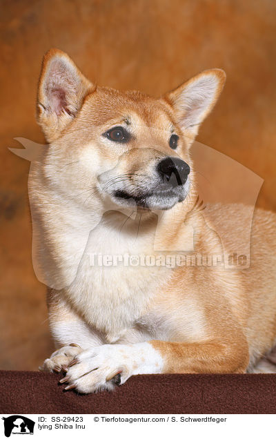 liegender Shiba Inu / lying Shiba Inu / SS-29423